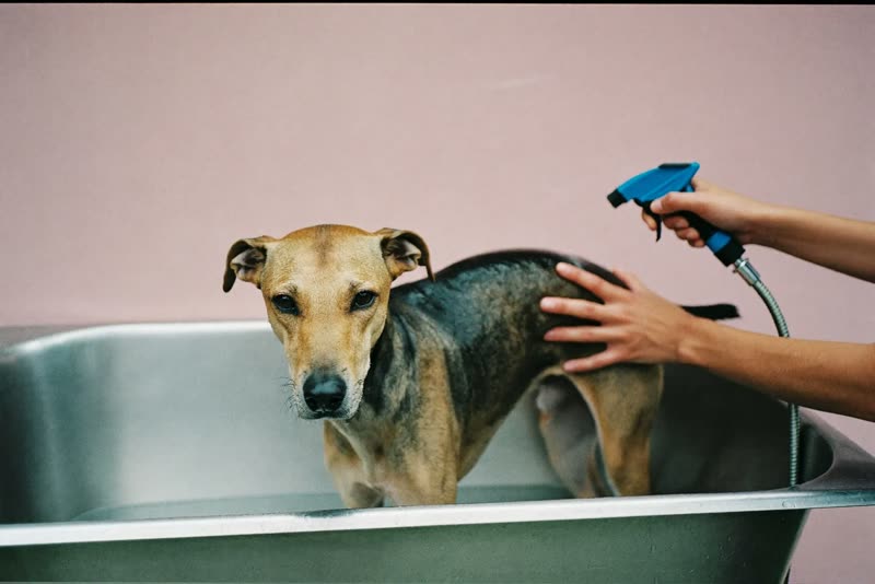 A dog being rinsed in a grooming tub