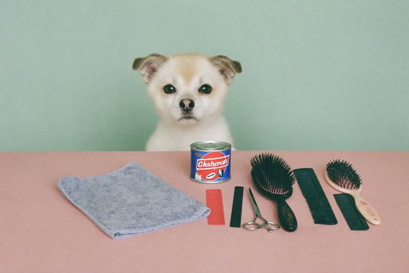 Grooming table with brushes, combs and clippers laid out