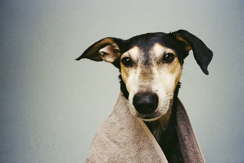 A towel-wrapped dog resting after its wash