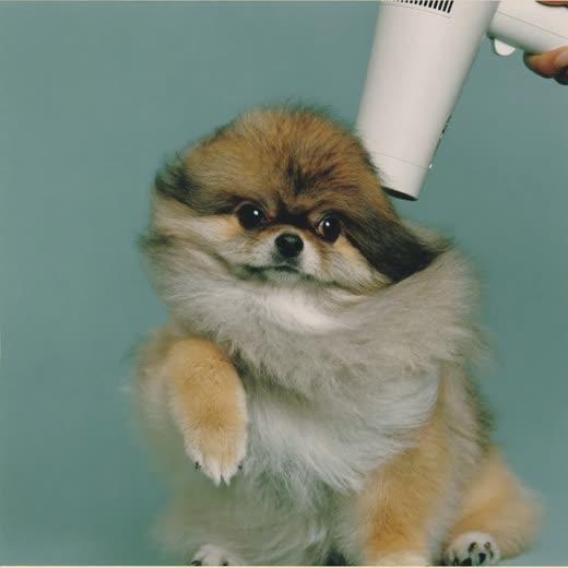 Small dog having its coat dried after a wash