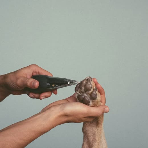 A dog's nails being clipped