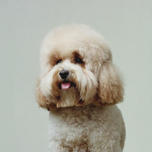 A freshly groomed dog with a neatly trimmed coat